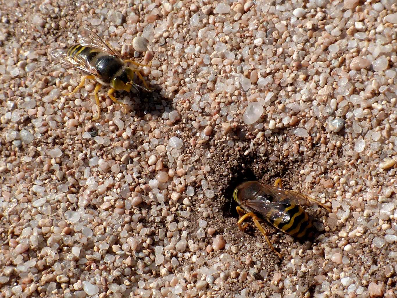 Bembix rostrata in corteggiamento